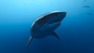 Shark Whisperer (2025) | Image via: ABC News Studios